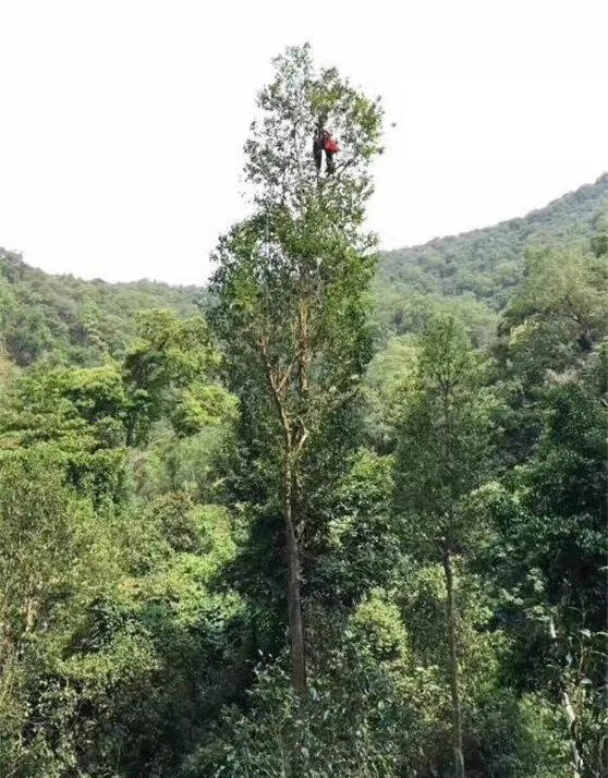 多张美图来袭！云南茶，用多样性讲述着不一样的中国故事