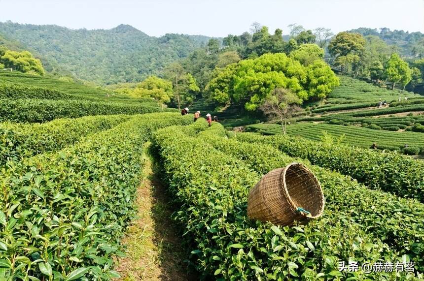 龙井茶真的有700年的历史吗？