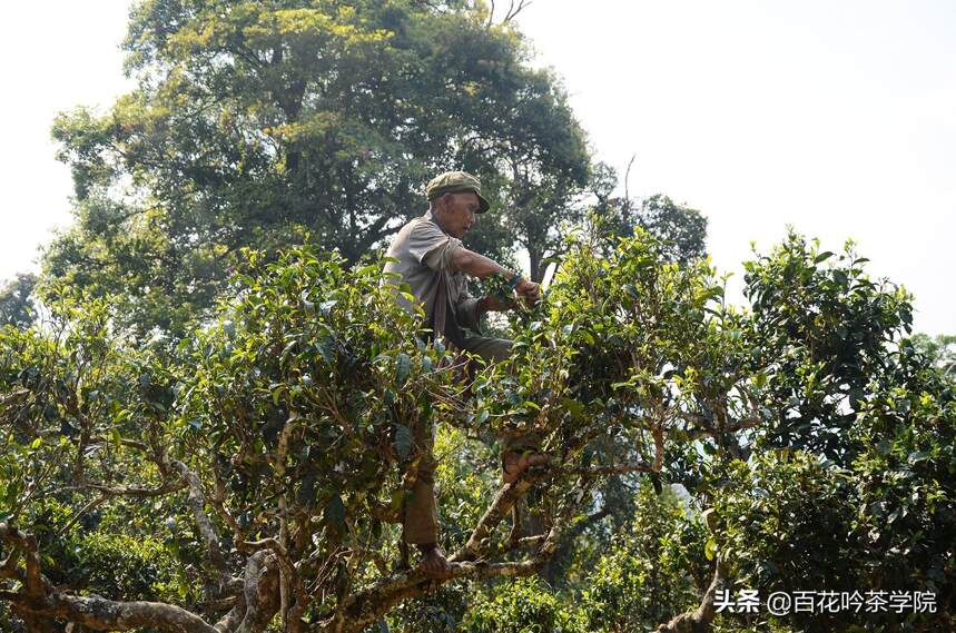 2019百花吟茶山行第五站那卡：一杯那卡，惊喜无限