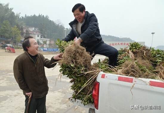 湖南隆回：阳光助残“致富茶苗”送上门