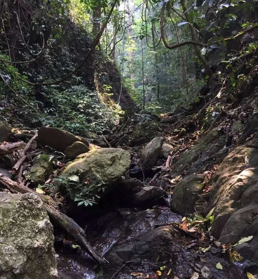 普洱茶山100讲丨第二讲版纳茶区：详解古韵易武，七村八寨