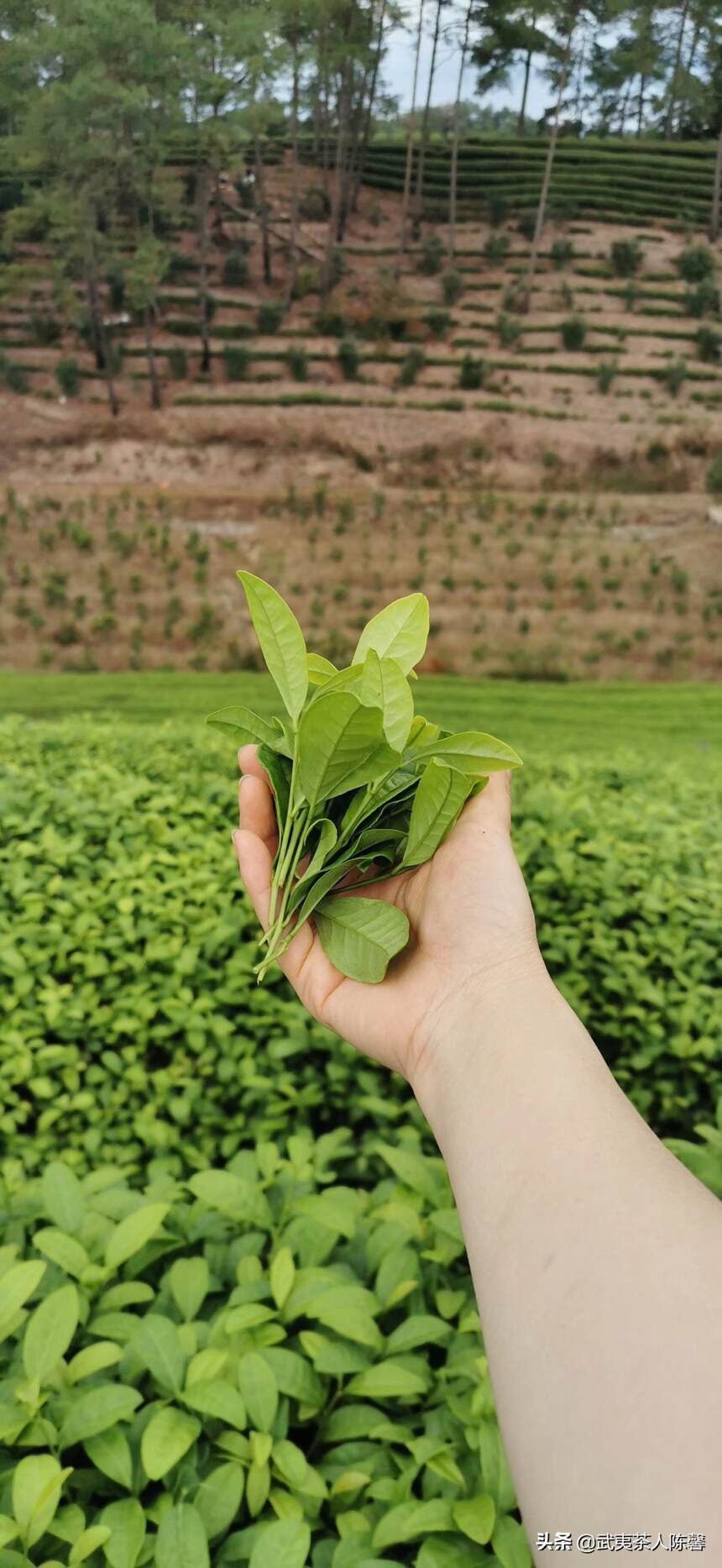 武夷岩茶什么时候开采？官方参考时间告诉你