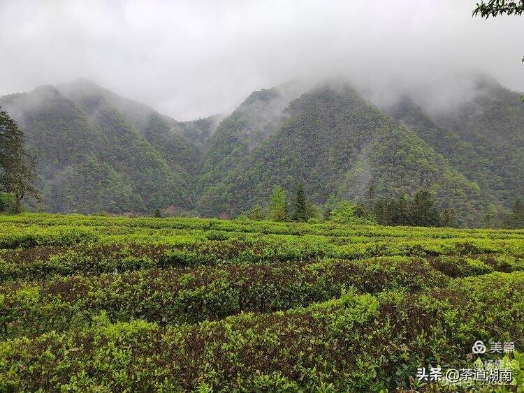 娄底茶协：助力茶业高质量发展须注重“三个突出”