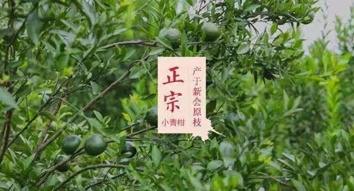 小青柑，适合什么季节喝？