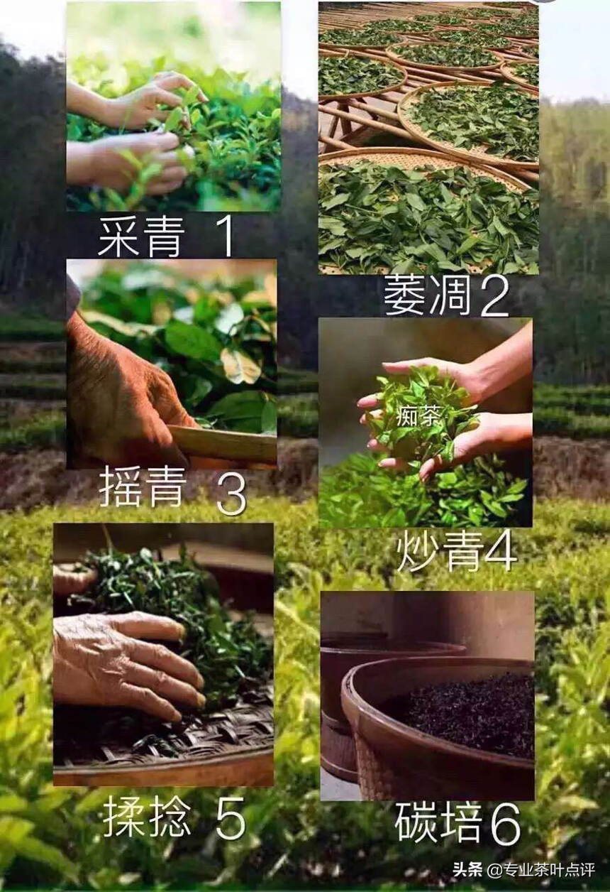 深度解析武夷岩茶之工艺篇