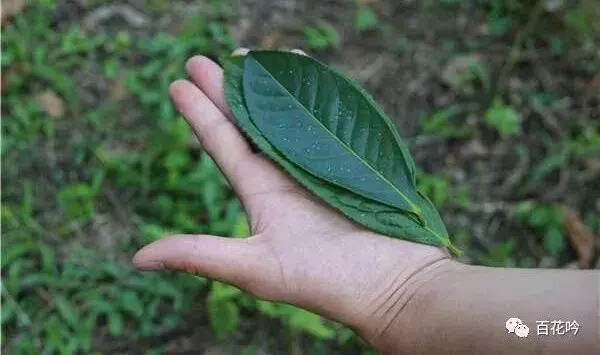 普洱茶山100讲丨第四讲版纳茶区：原始森林里的“茶精灵”蛮砖