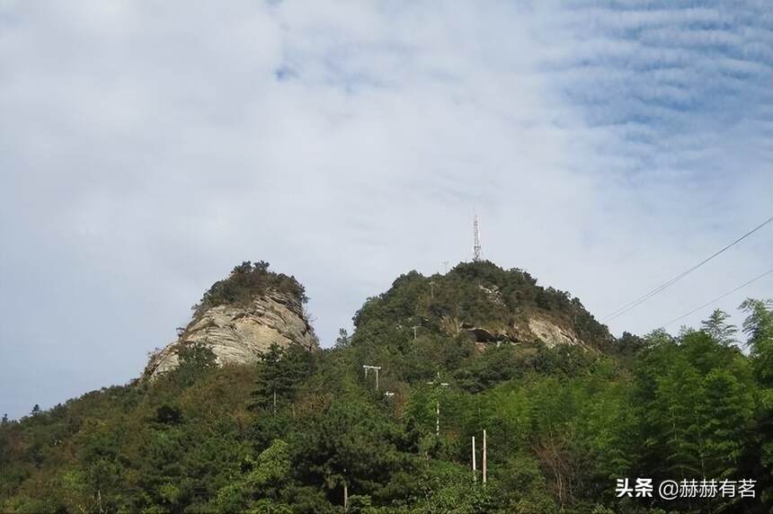 绿茶喝不惯，黄茶别提有多“香”！“仙芽”霍山黄芽告诉你