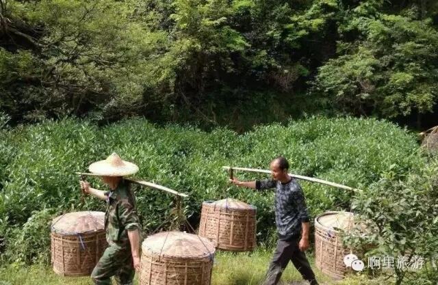 敬茶|致武夷山最敬爱的採茶挑茶师傅们