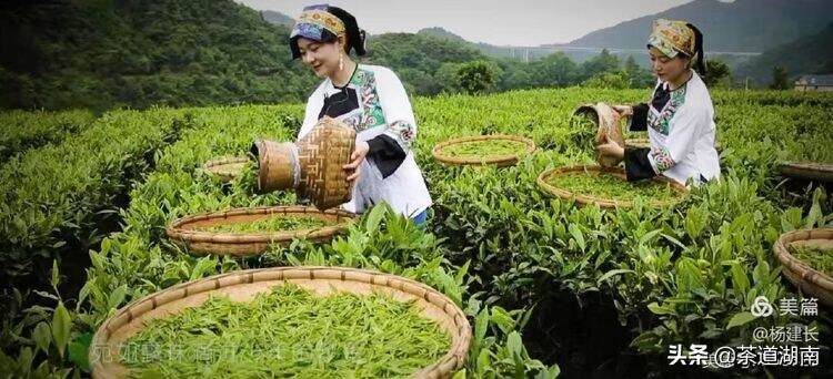 娄底茶协：助力茶业高质量发展须注重“三个突出”