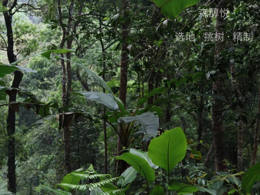 树龄越大茶叶品质越好？茶山经验告诉你，没有那么绝对