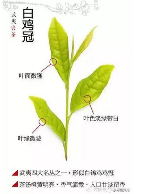 大师说 | 名丛、花名的选育及命名