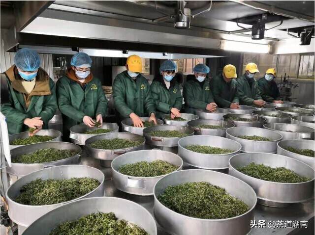 潇湘花茶年轻制茶师黄凯荣获全国大奖