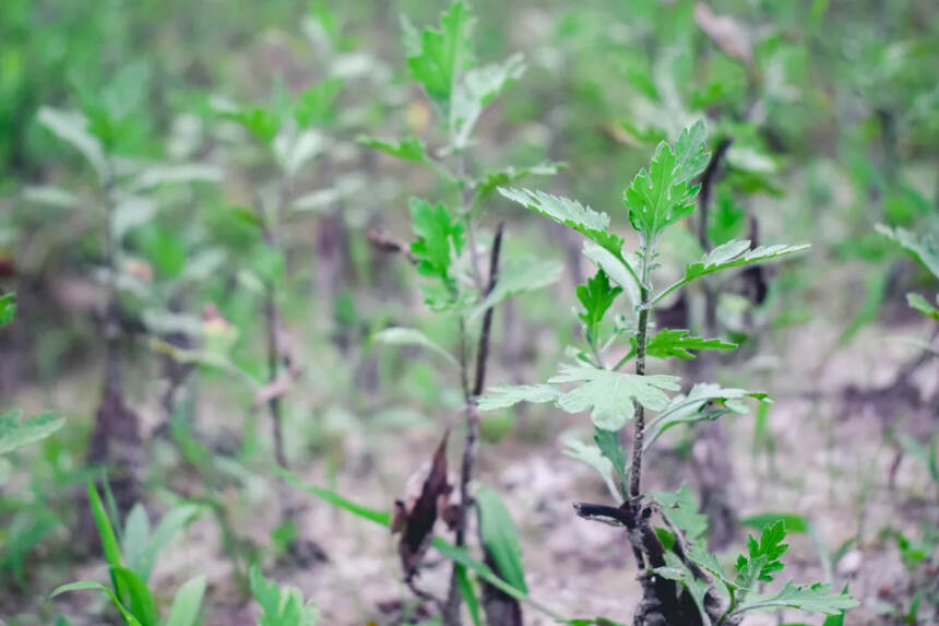 赣茶·寻茶记 | 一缕花香绕舌尖 如珠似玉惹人爱「第76站」