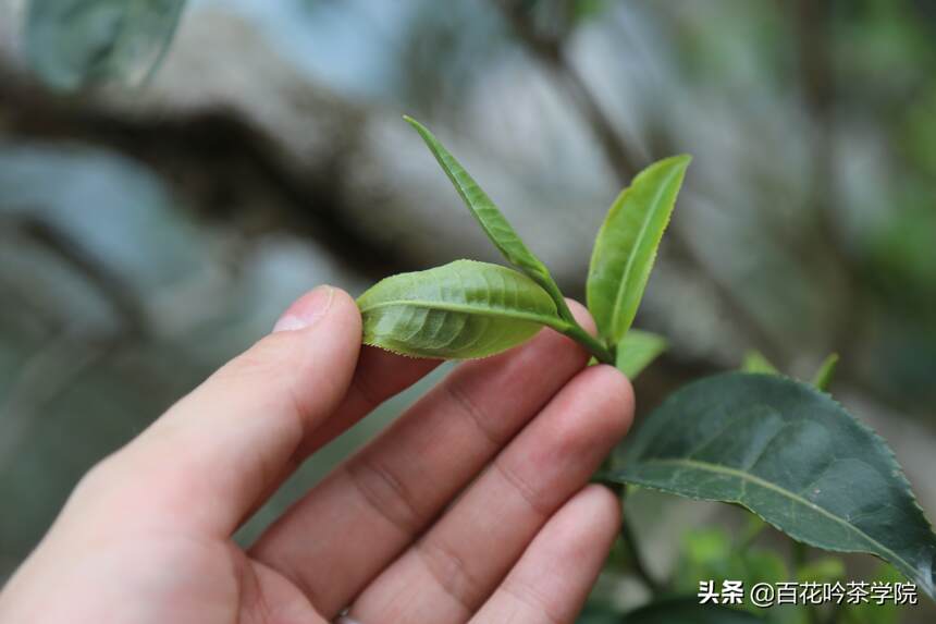 那些年你买过的伪春茶。优质的春茶都有这5个特征