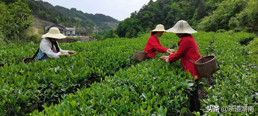 天下康2款茶荣膺第七届亚太茶茗大奖双金奖