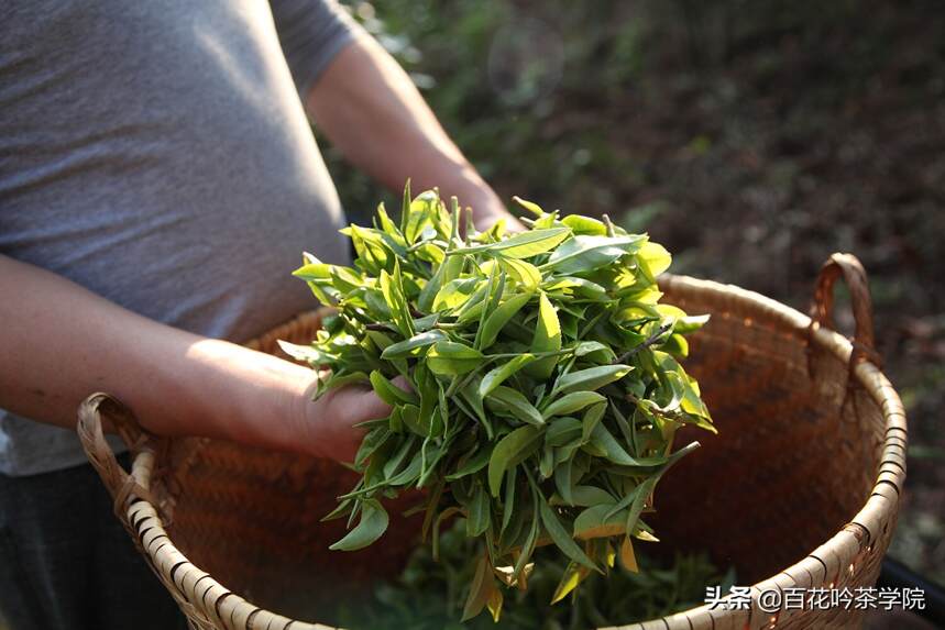 茶知识｜普洱茶8问8答