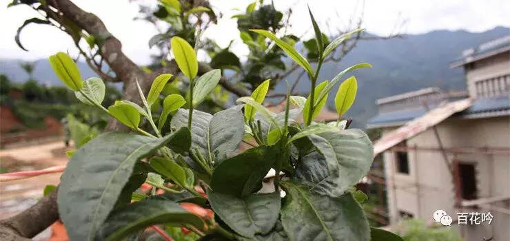 普洱茶山100讲丨第四讲版纳茶区：原始森林里的“茶精灵”蛮砖