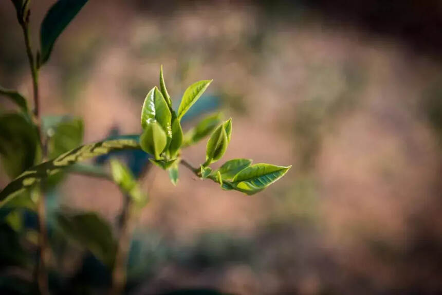 藏茶的背后，到底藏了些什么？