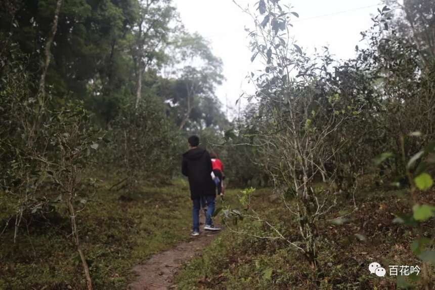 2018百花吟茶山行第十期丨麻黑—最具韵味的易武茶