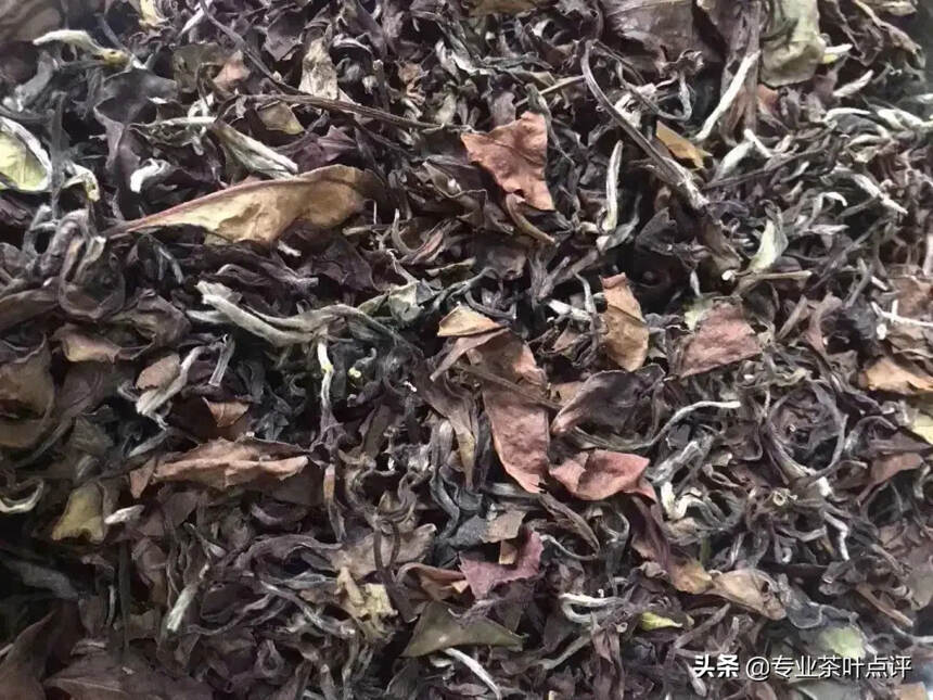 辨识老白茶——线上评茶篇