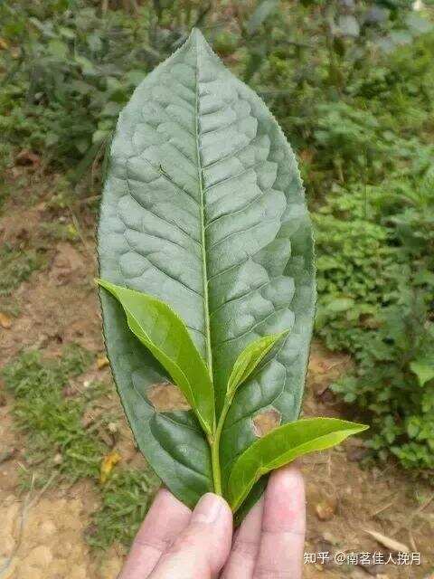 10怎么分辨大叶种茶与小叶种茶？