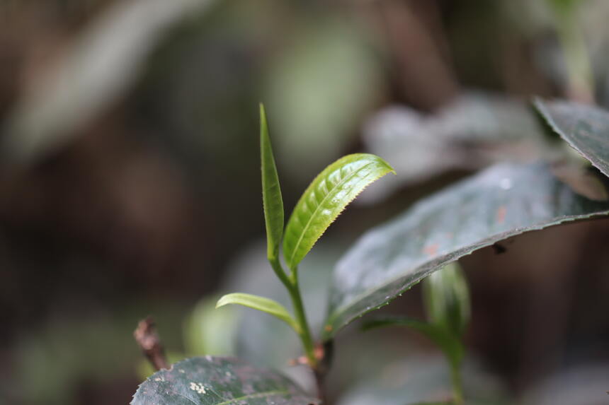 新六大茶山是哪六个？滋味如何？