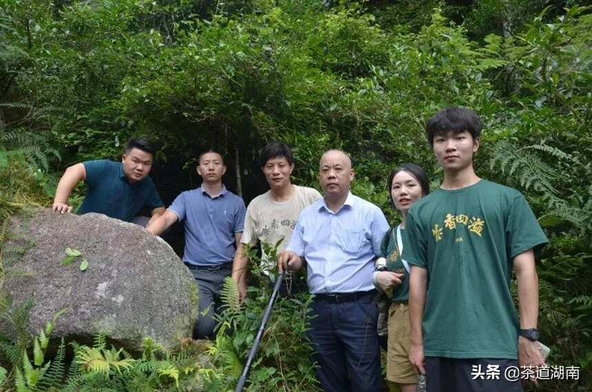 新宁野茶科技小院专家组到舜皇山开展野生茶资源调研