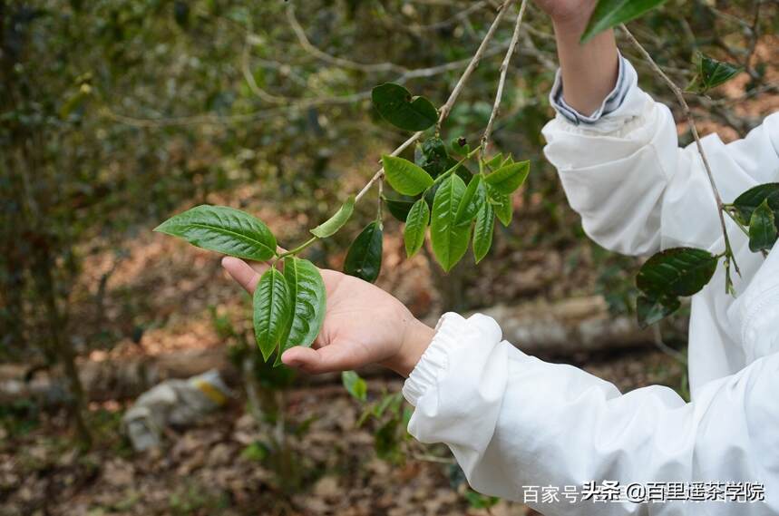 海拔1000米的百花潭古茶园，生态究竟有多好？