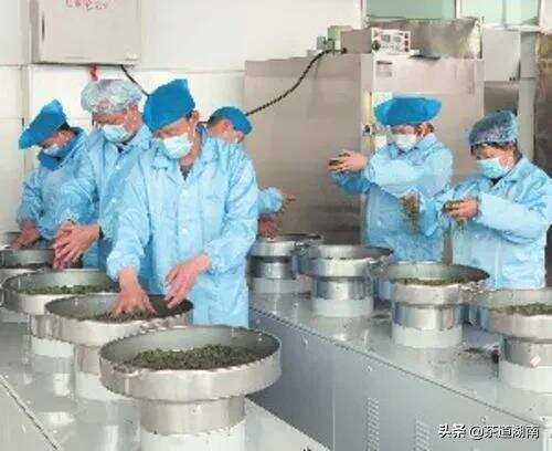 茶香氤氲产业兴———新化县大力推进红茶产业发展
