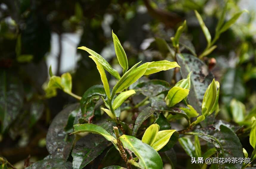 佛茶圣地｜白莺山----除了没名气，哪都好！