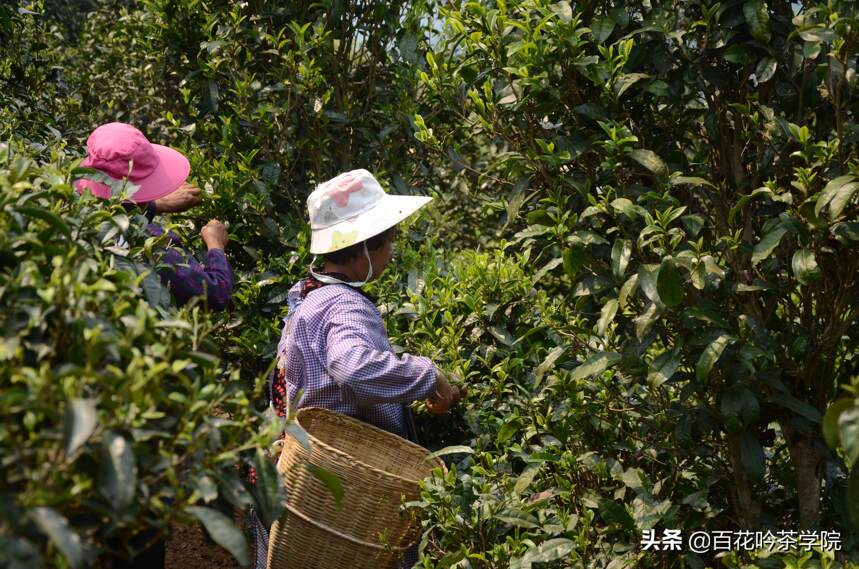 2019百花吟茶山行第十站困鹿山：深藏功与名的皇家古茶园