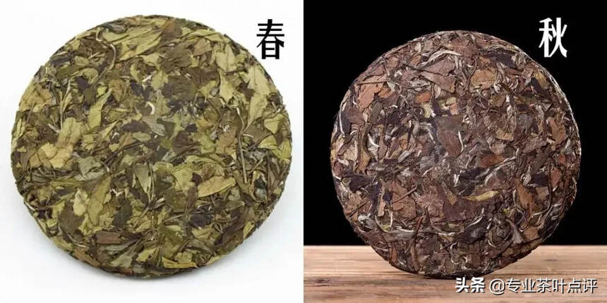 寿眉，怎样区分春寿还是秋寿？