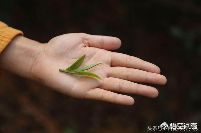 怎么辨别普洱茶是否古树茶，看完这篇文章就懂了！