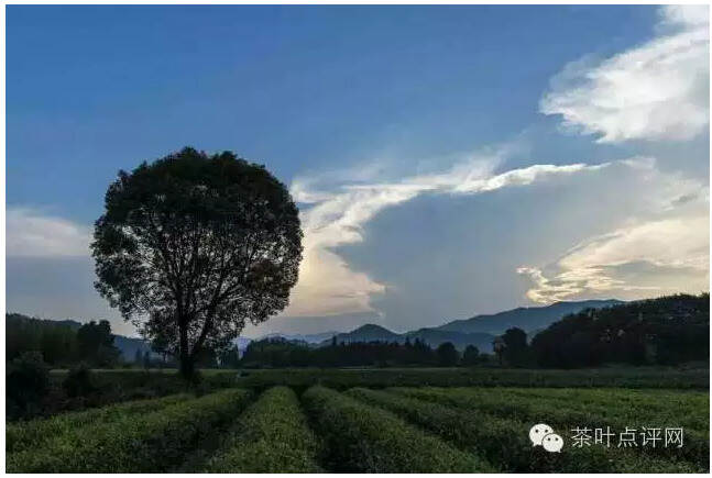 黄正华：生态+品牌，情怀打动武夷山