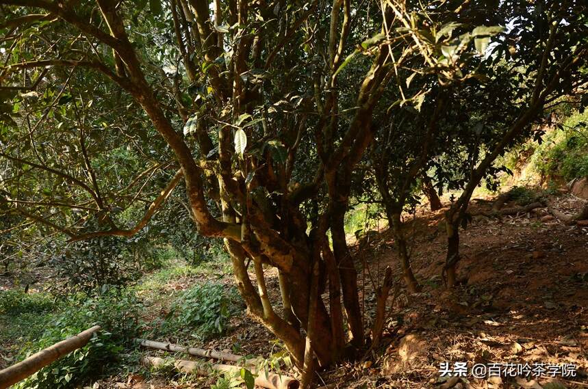 2019百花吟茶山行第六站帕沙：甜中有涩，绵柔倔强