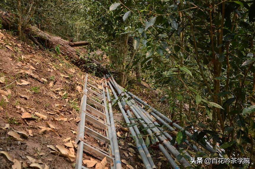 炒到100万的易武新贵百花潭，究竟好在哪？