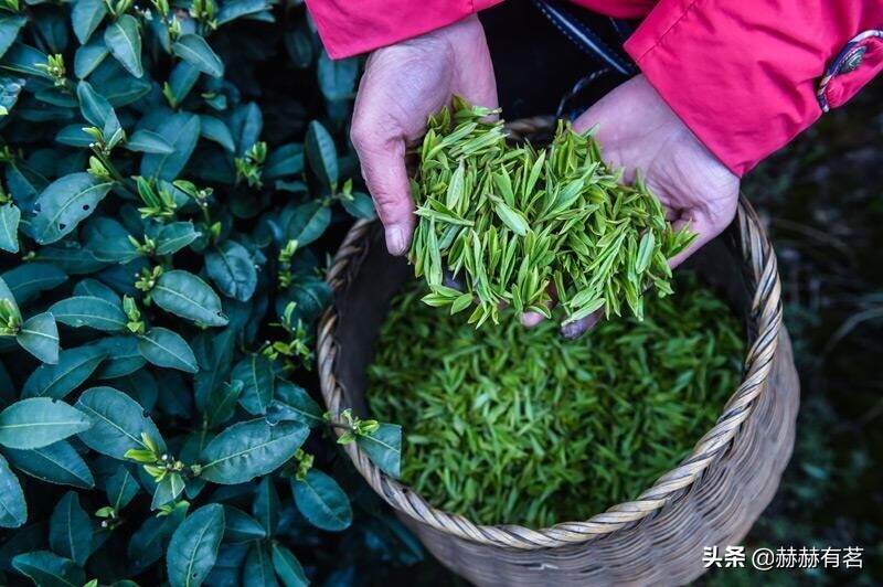 喝新茶的三个注意点，一定要知道！新茶这样喝，更健康