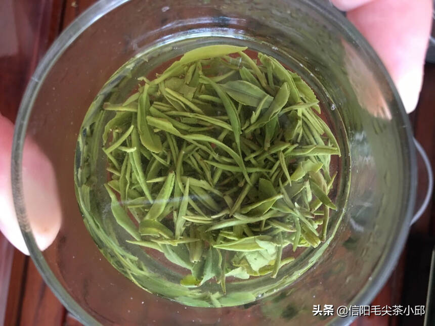 信阳毛尖的春茶和秋茶的区别