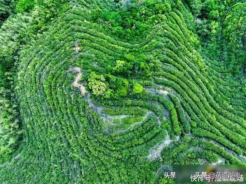 湖南衡阳南岳：检察助力“南岳云雾茶”地理标志保护