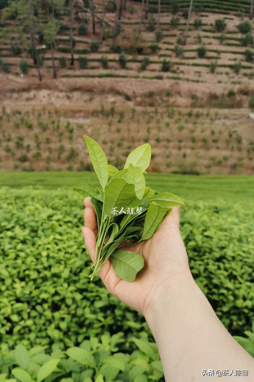 互联网云做茶 第一章之—— 武夷岩茶毛茶制茶工艺简介