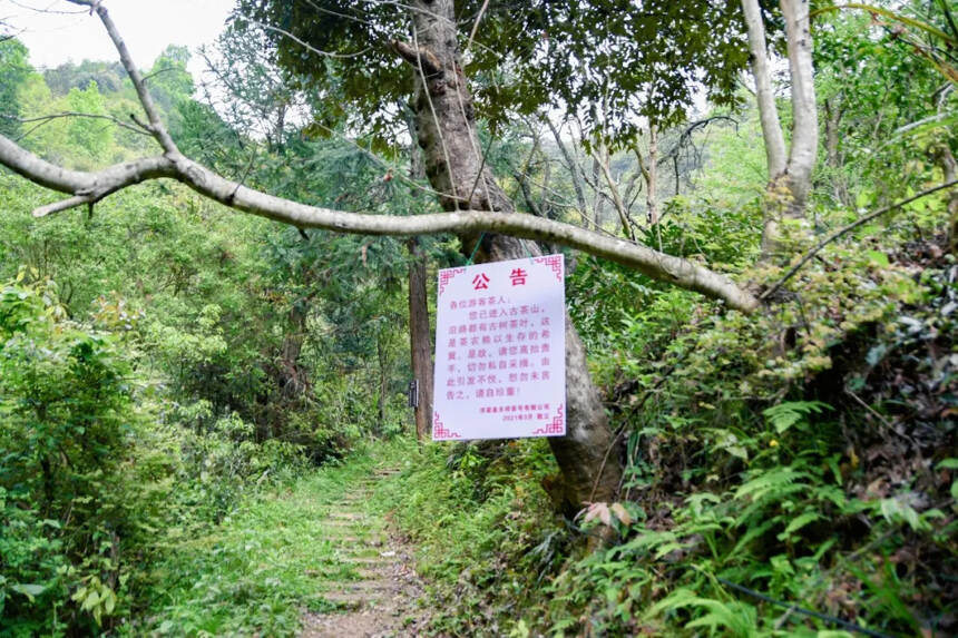 “人间四月芳菲尽 鼓声阵阵催新芽”天祥茶号开山啦