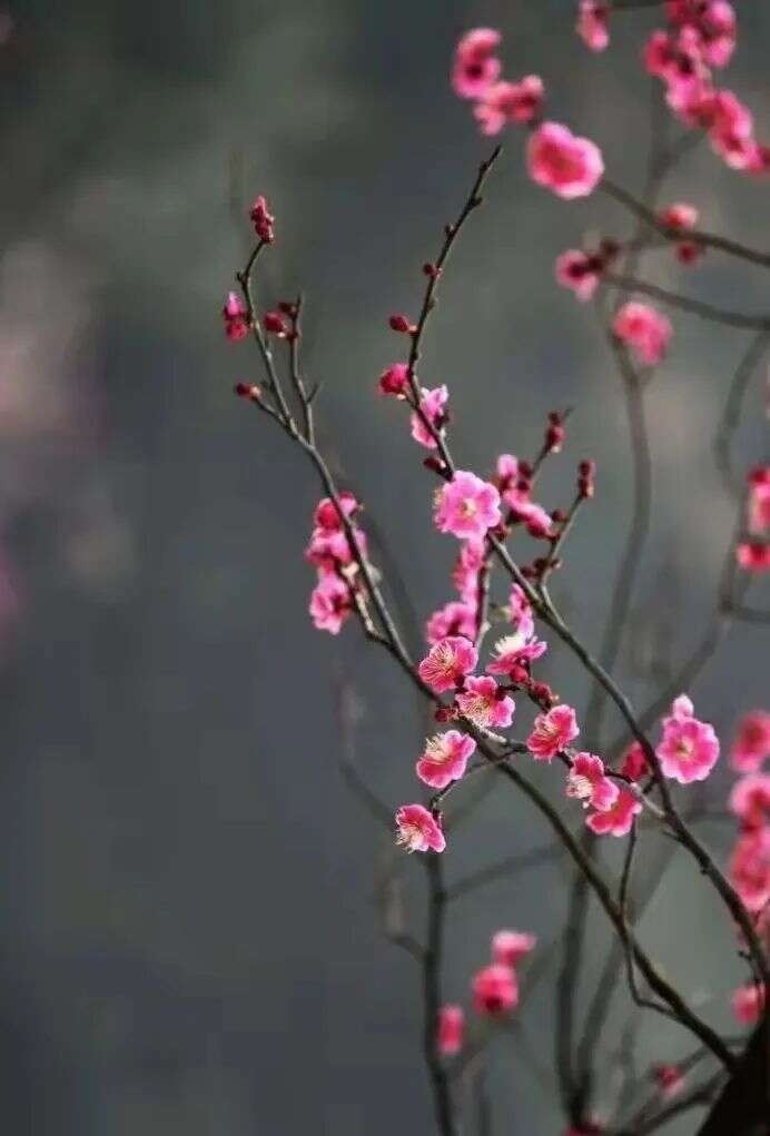 觉悦茶修 万境听茶——超山梅花园：万树梅花一席茶