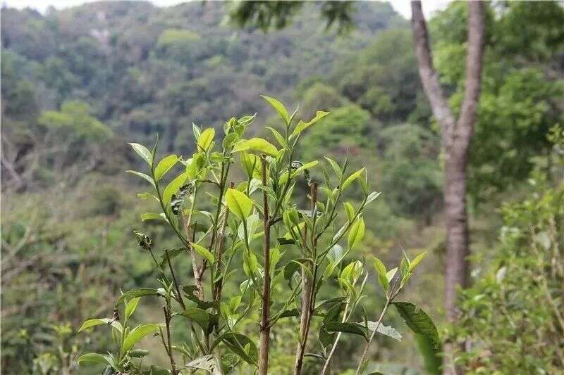 四张图，看懂普洱茶四大主要产区