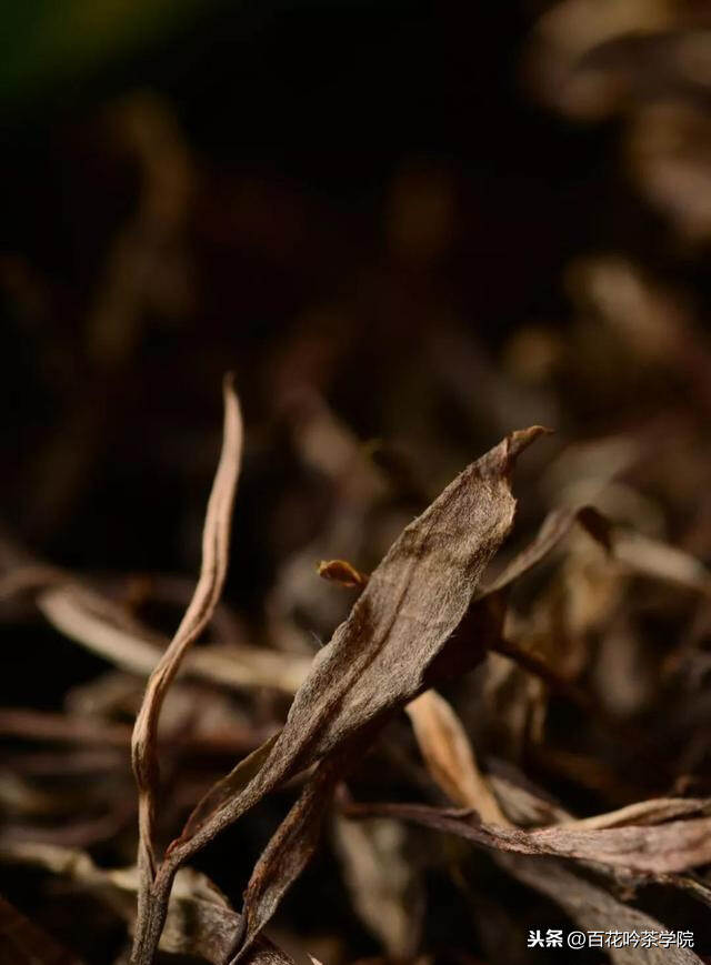 20张图告诉你，百花潭凭啥能成易武茶新贵