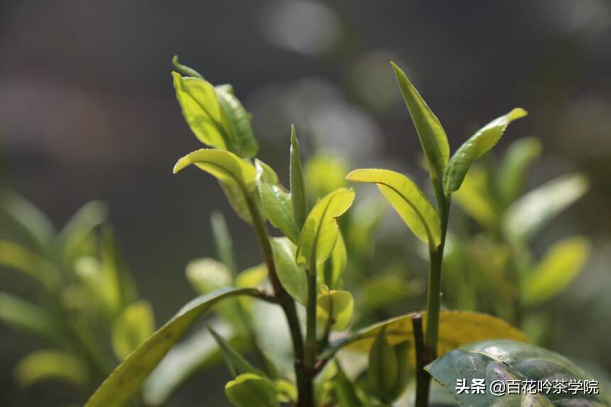 那些年你买过的伪春茶。优质的春茶都有这5个特征