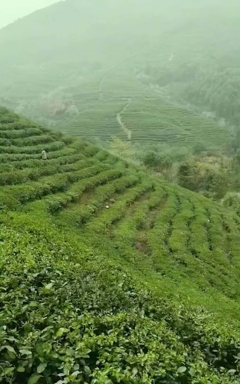 原产地直供•赣茶优选体验馆•即将开业