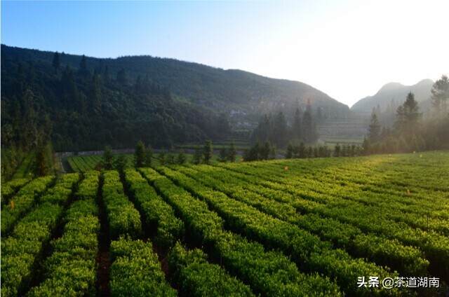 梅山“金花”开，茶农笑开颜