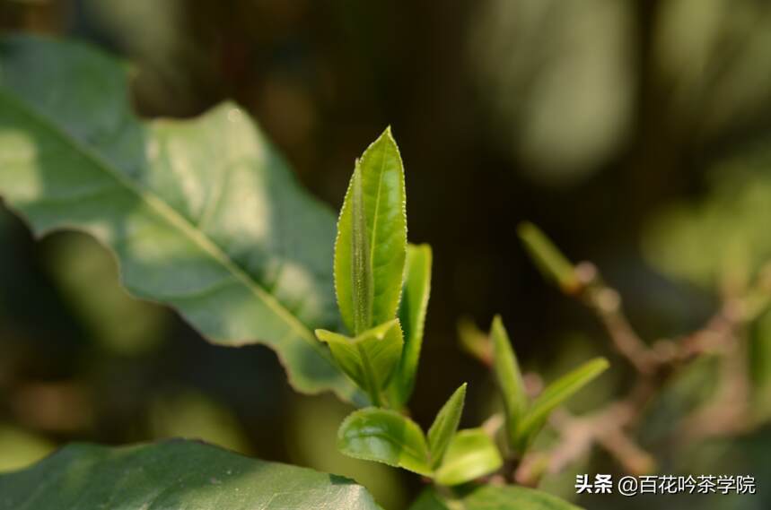 茶知识｜普洱茶有酸味是什么原因？