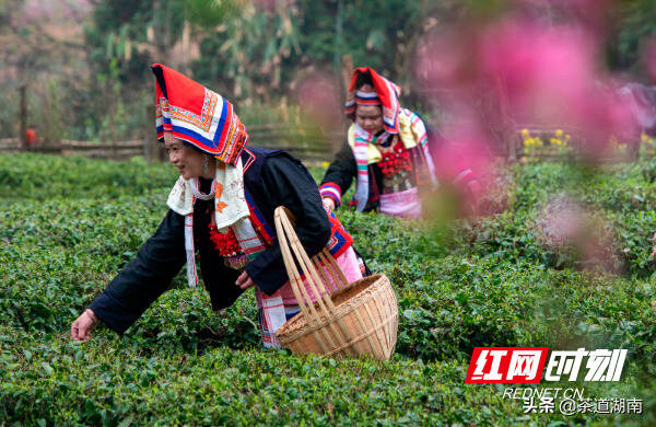 湖南宁远：茶旅融合 振兴乡村