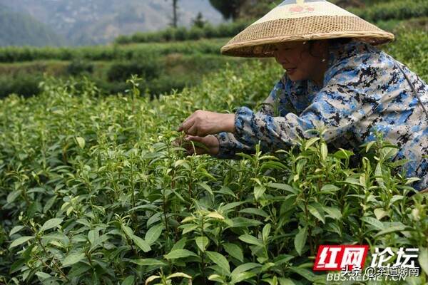 明前茶香春亦浓，保靖的春天都在茶里